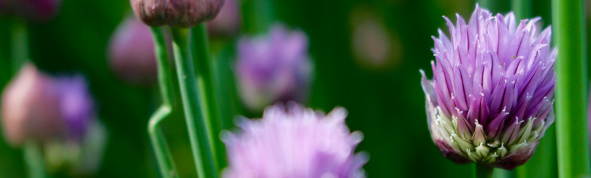 Natuurlijke geneeskunde homeopathie Nijmegen