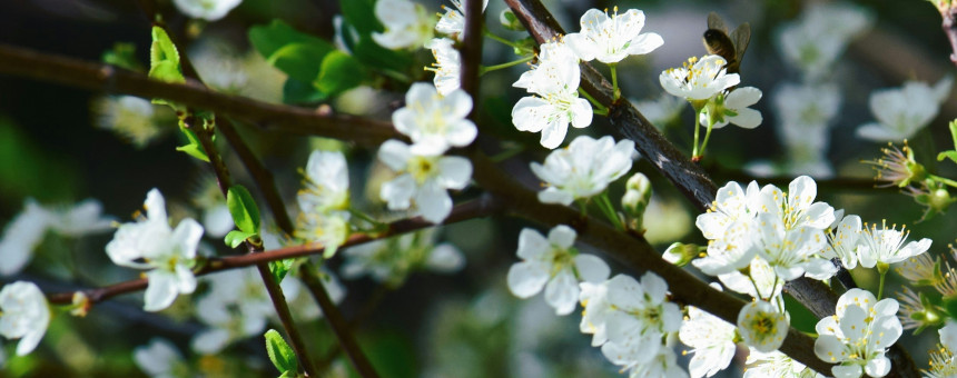 Hooikoorts behandeling acupunctuur Nijmegen lente
