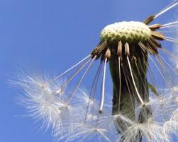 Hooikoorts behandeling Dokter Veenstra, arts-acupuncturist Nijmegen